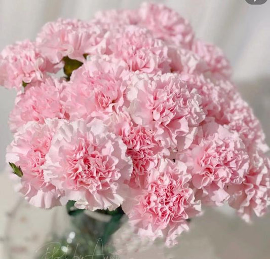 20支 -粉康乃馨 ~ Pink Carnation