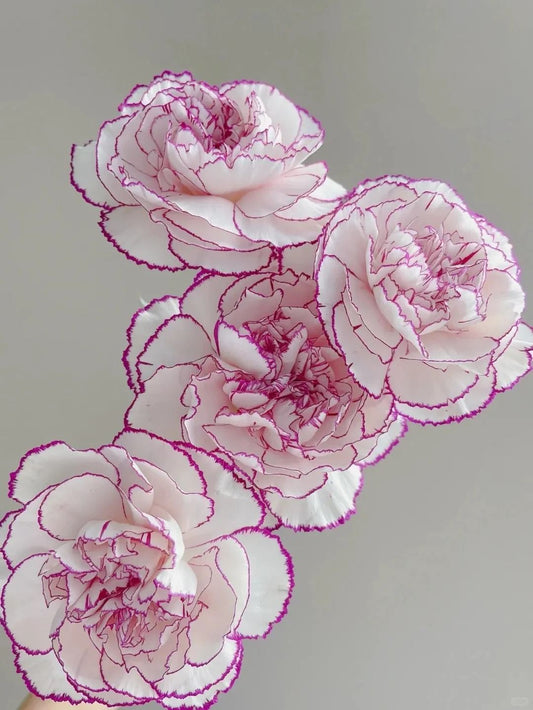 20支 - 紫精灵康乃馨 ~ 2 Tone Carnation Purple
