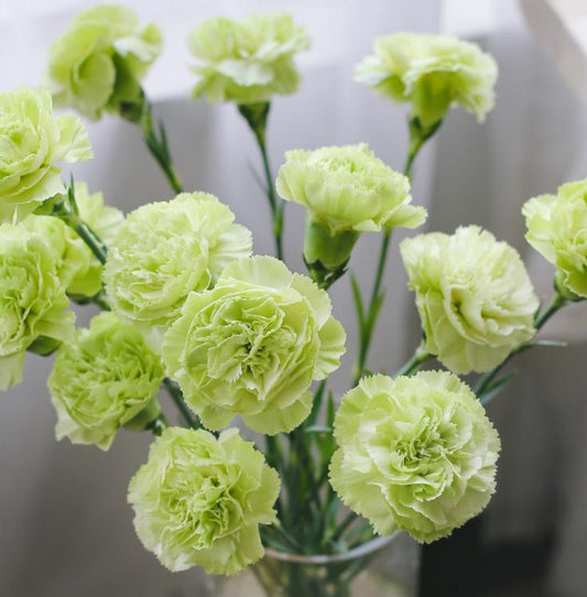 20支 - 绿色康乃馨 ~ Green Carnation