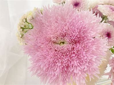 Chrysanthemum 菊花系列