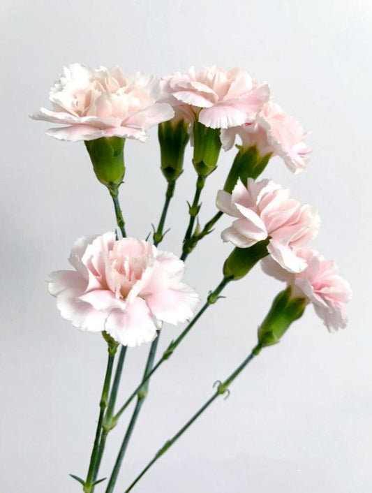 20支 - 浅粉康乃馨 ~ Pink Carnation