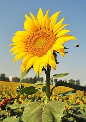 Sunflower 向日葵系列