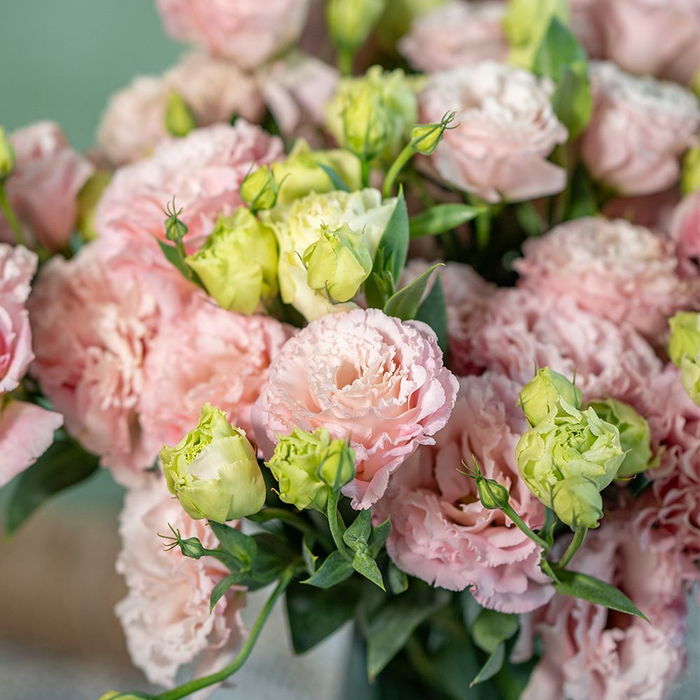 粉波浪桔梗 - Pink Green Eustoma