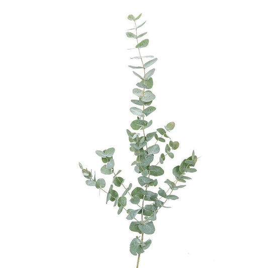 尤加利大叶 大包~ Eucalyptus Big Leaves