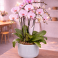 Phalaenopsis Orchid
