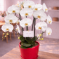 Phalaenopsis Orchid