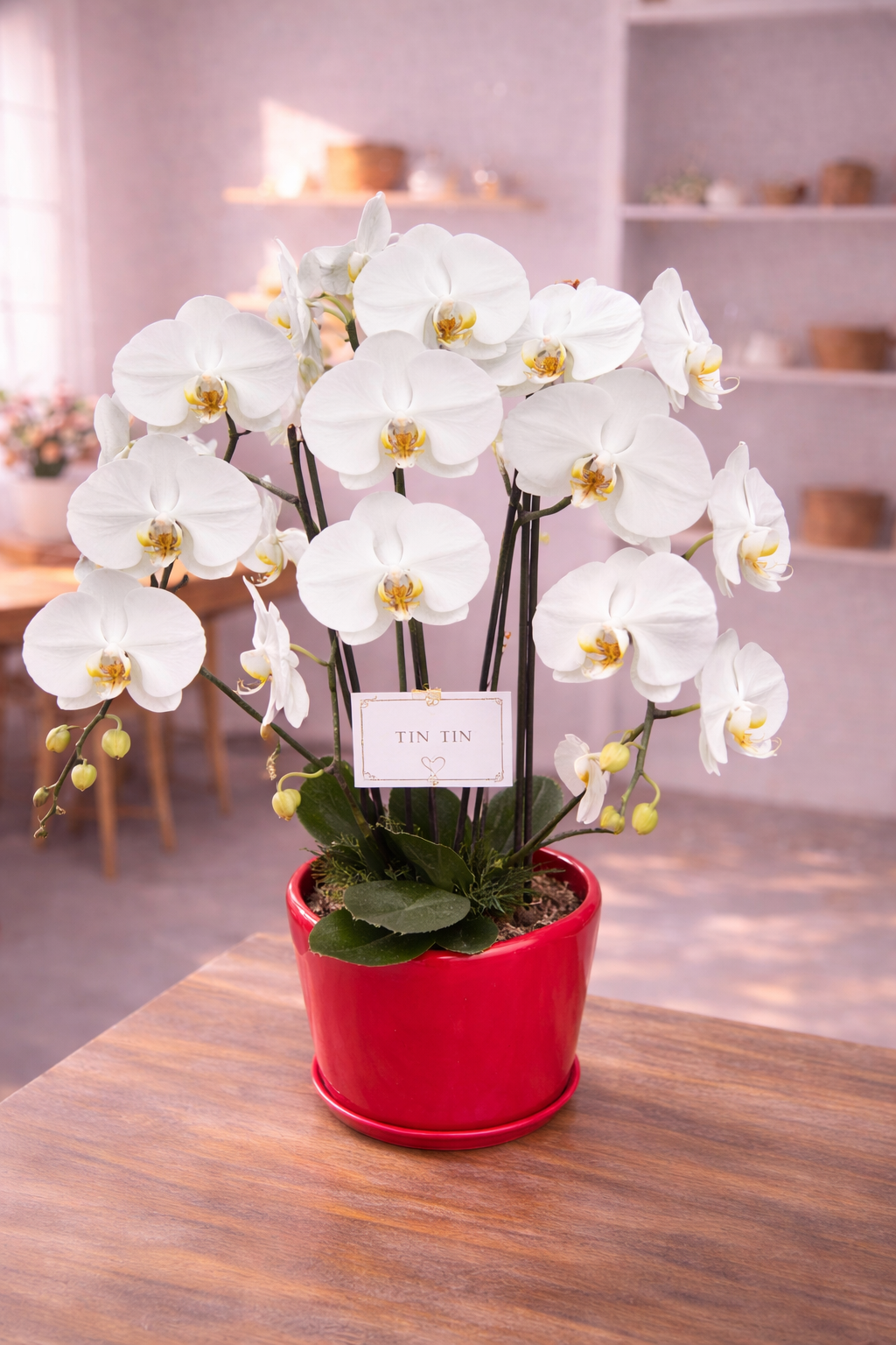 Phalaenopsis Orchid