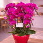 Phalaenopsis Orchid
