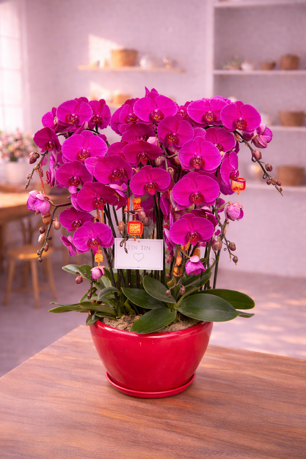 Phalaenopsis Orchid