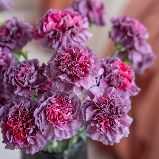 20支 - 野马康乃馨 ~ Purple Pink Carnation