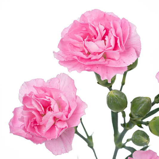 20支 -多头粉色康乃馨 ~ Pink Carnation