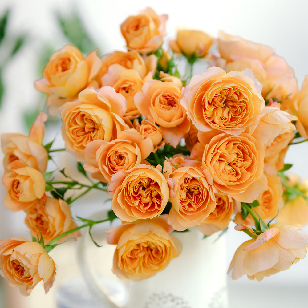 10支 - 果汁多头玫 ~ Apricot Mini Roses
