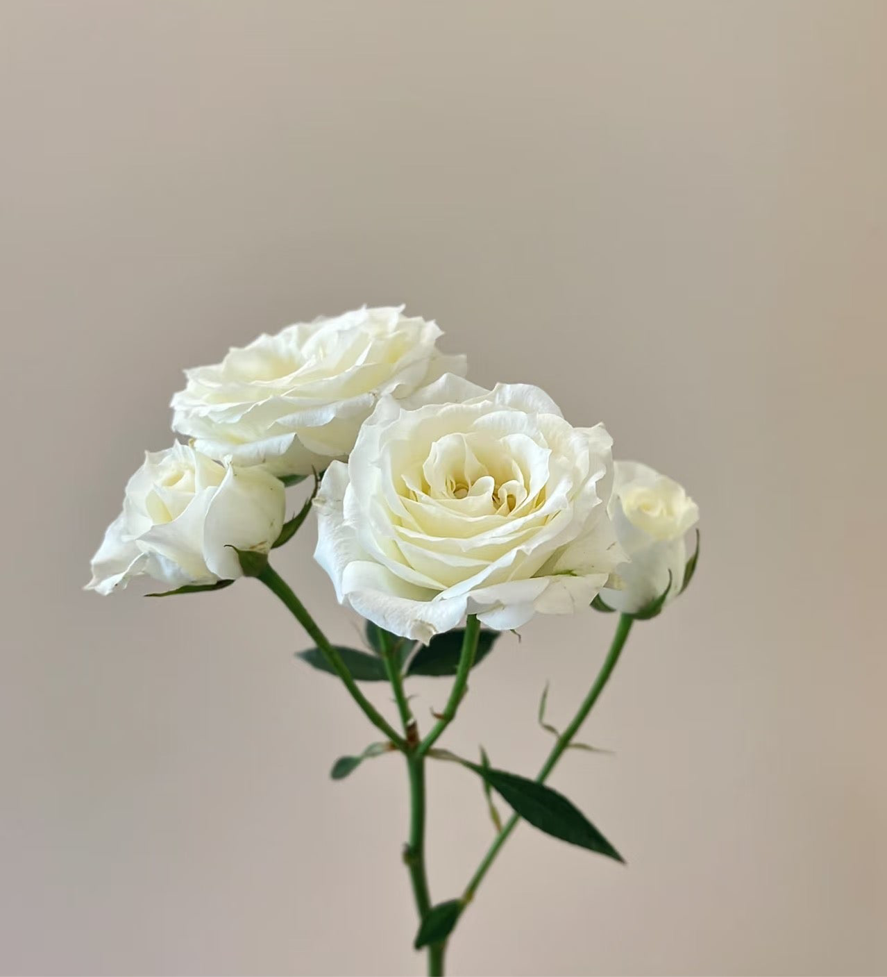 10支 - 白色多头玫 ~ White Mini Roses