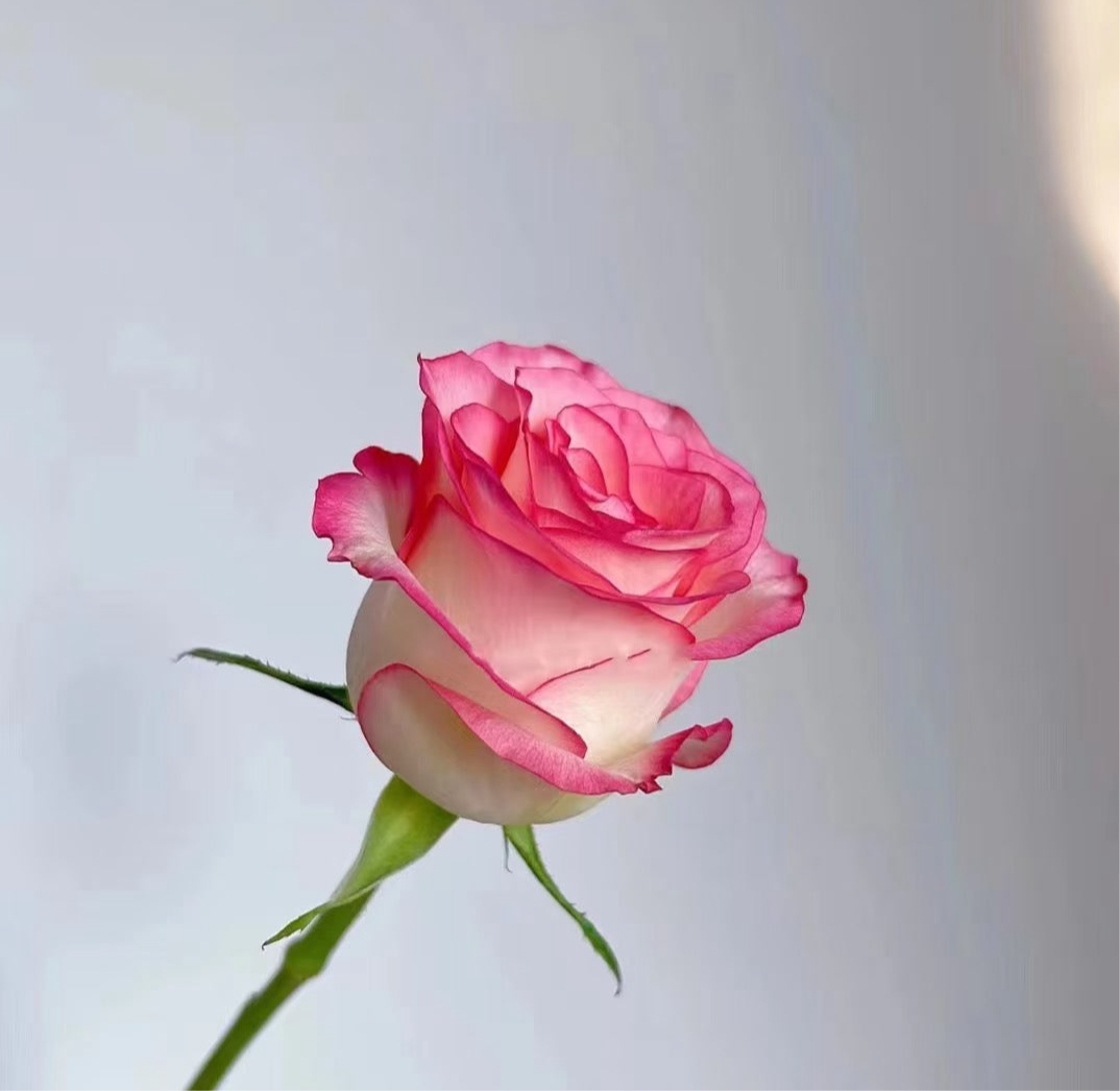 爱沙玫瑰/十枝