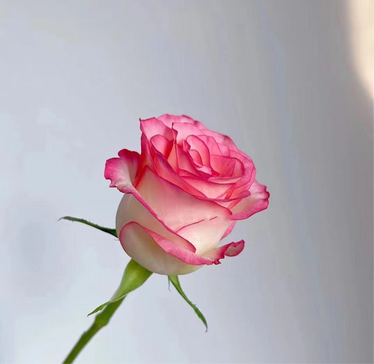 爱沙玫瑰/十枝