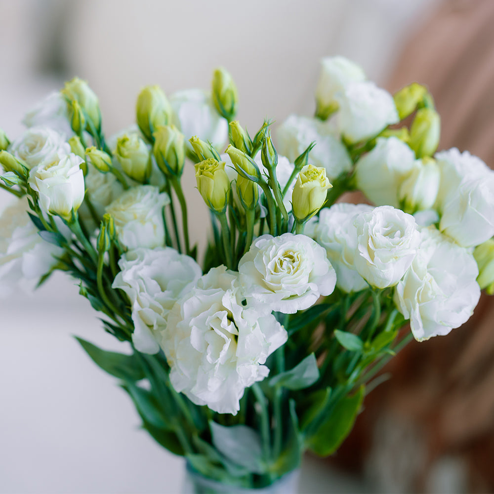 白桔梗 - White Eustoma