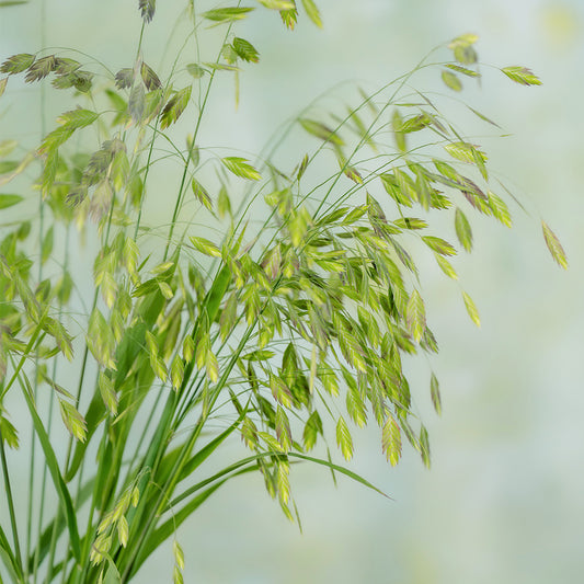 小盼草