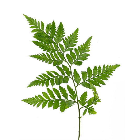 高山羊齿～10枝