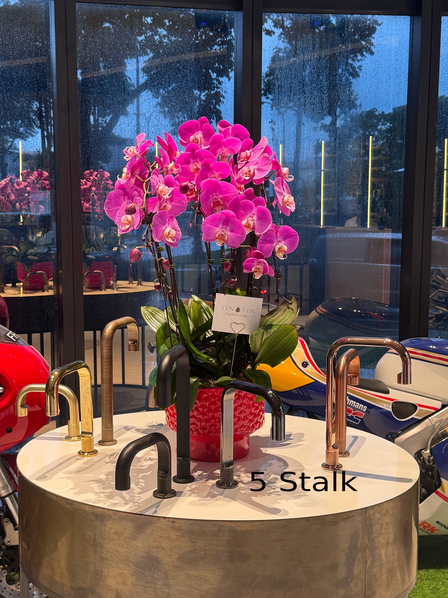 Prosperity Phalaenopsis Orchid