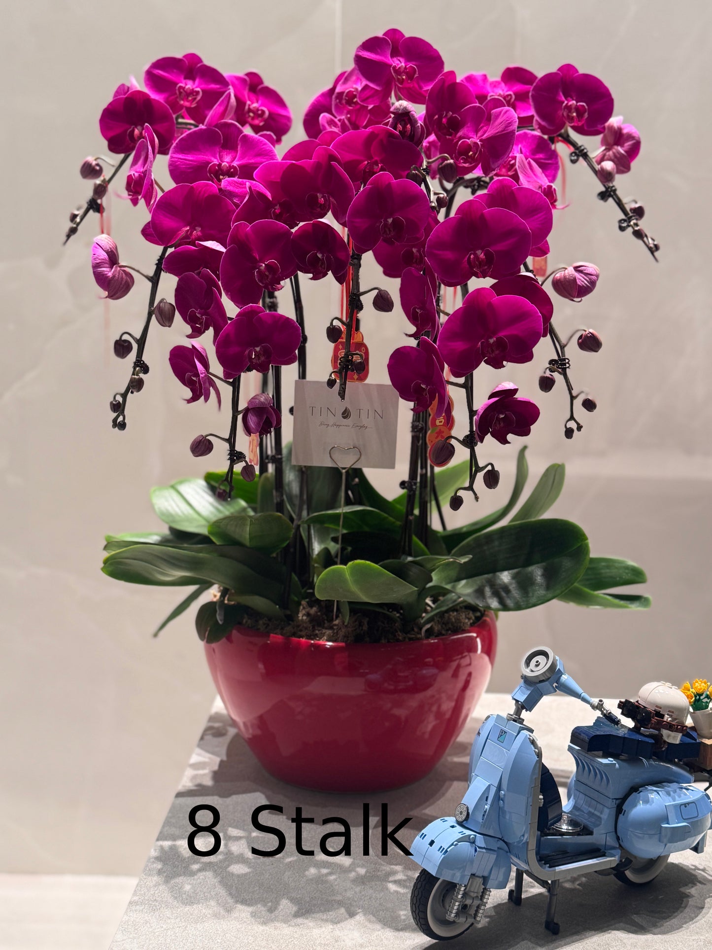 Prosperity Phalaenopsis Orchid