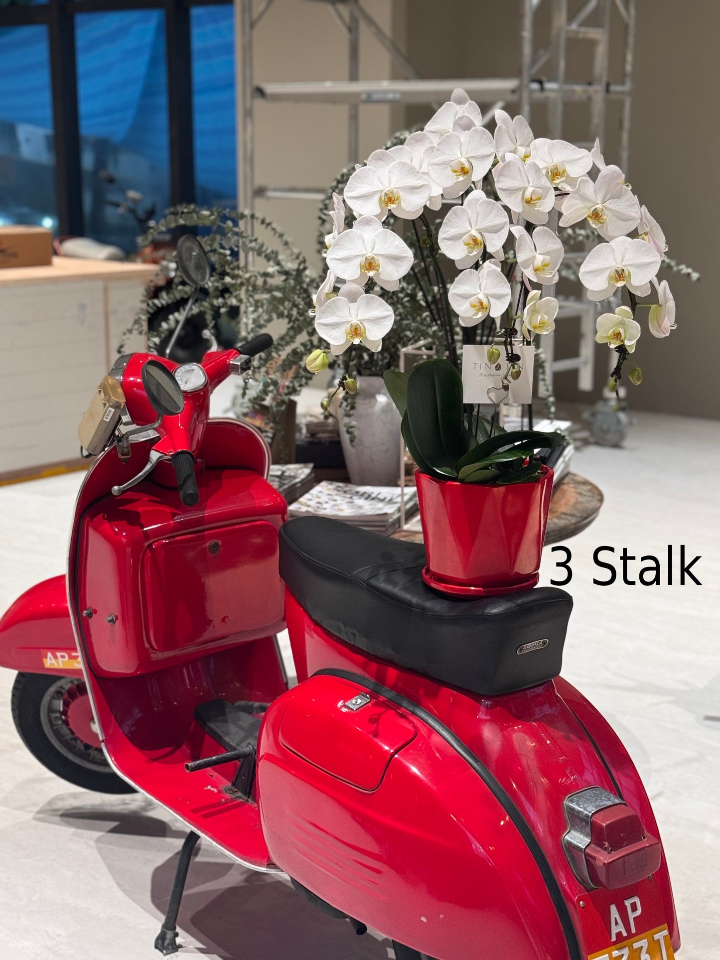 Prosperity Phalaenopsis Orchid