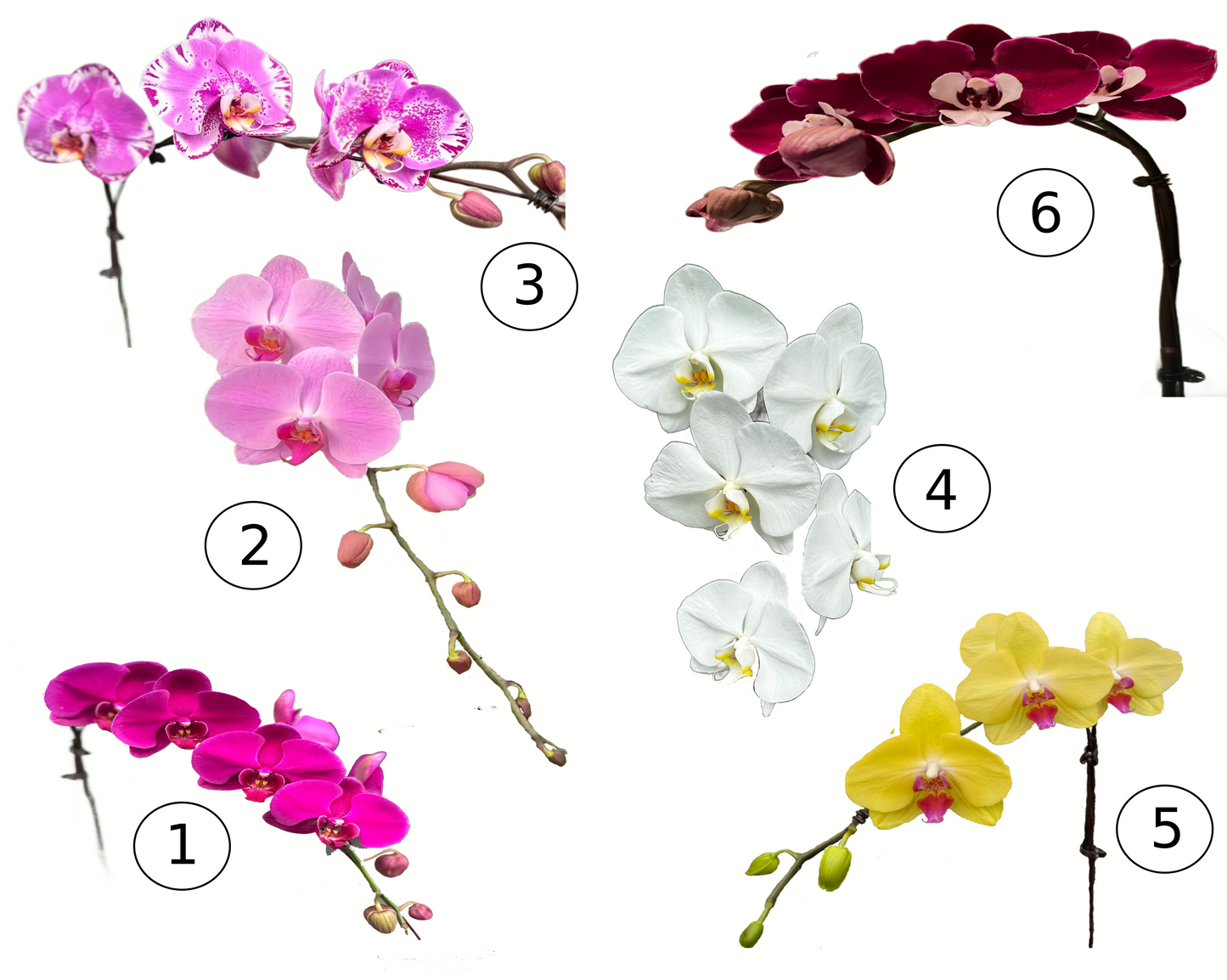 Prosperity Phalaenopsis Orchid