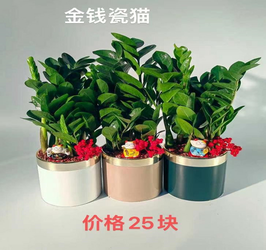 CNY Prosperous Petite Pot 07- 金钱瓷猫