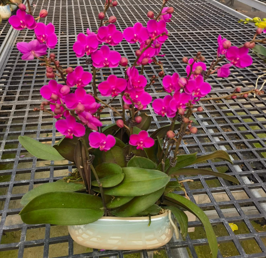 CNY Phalaenopsis 10 - 满天红