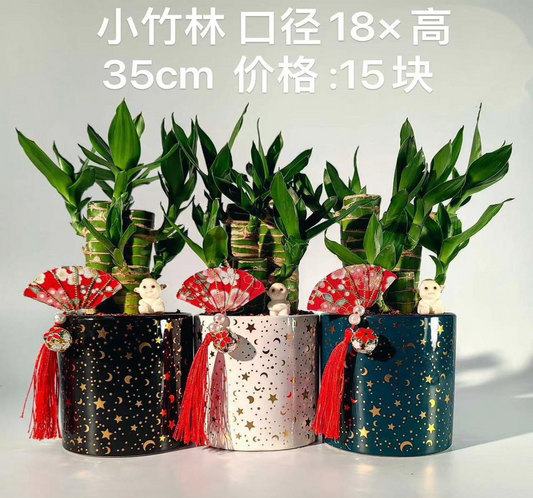 CNY Prosperous Petite Pot 08 - 小竹林