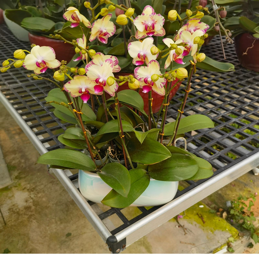 CNY Phalaenopsis 12 - 绿闪电