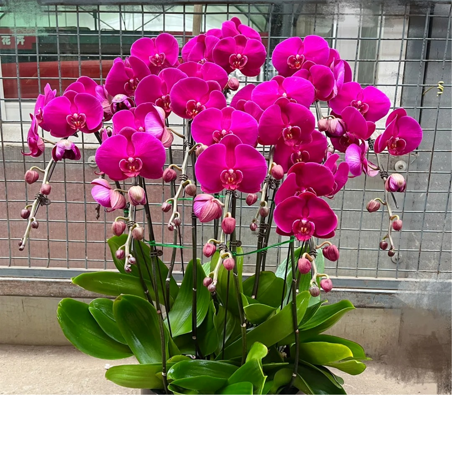 CNY Phalaenopsis 06 - 大辣椒