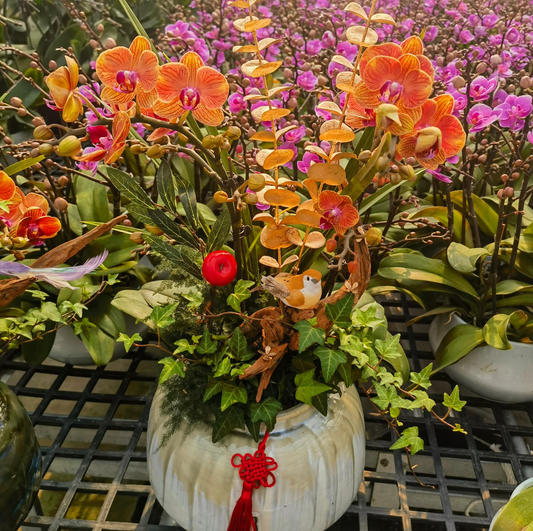 CNY Phalaenopsis 11 - 大吉利