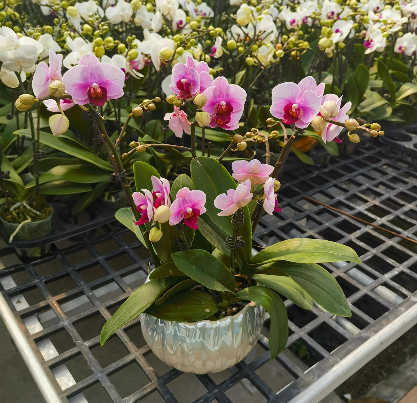 CNY Phalaenopsis 09 - 宝贝