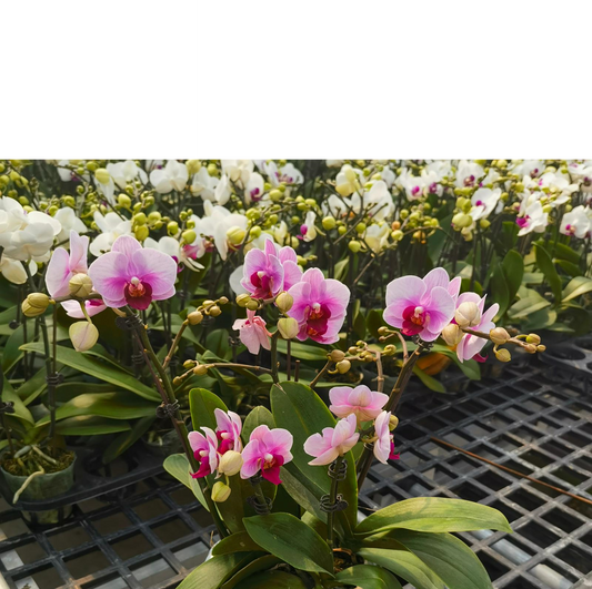 CNY Phalaenopsis 09 - 宝贝