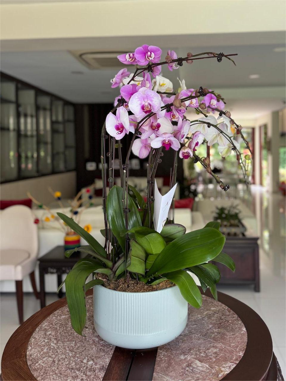 Phalaenopsis