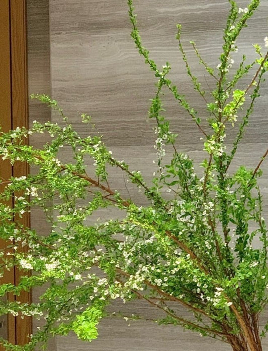 雪柳叶 ~ Snow willow leaves