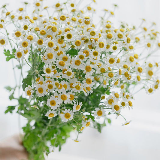 洋甘菊 ~ Daisy