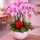 Phalaenopsis Orchid