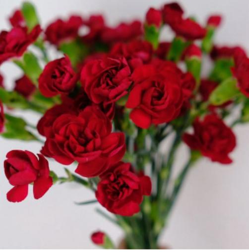 20支 -多头红色康乃馨 ~ Red Carnation