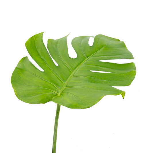 龟背叶 ~ Turtle Leaves