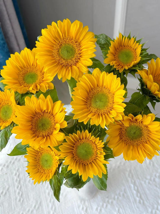 5 支 - 绿心向日葵 ~ Sunflower Green