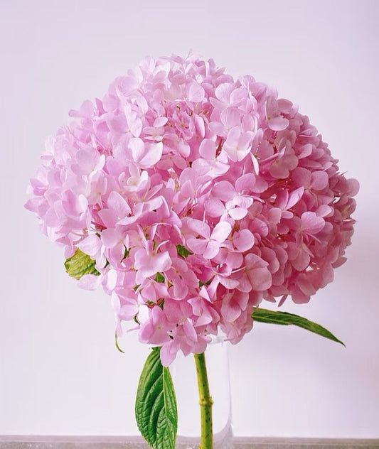 单支～深粉绣球 Hydrangea