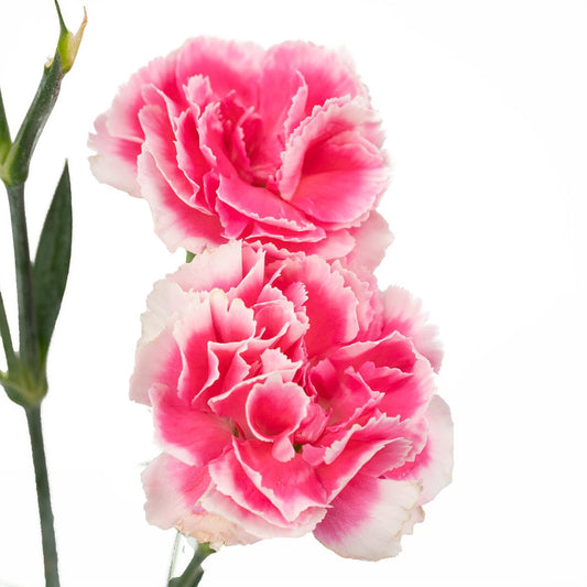 20支 - 红白康乃馨 ~ 2 Tone Carnation Red