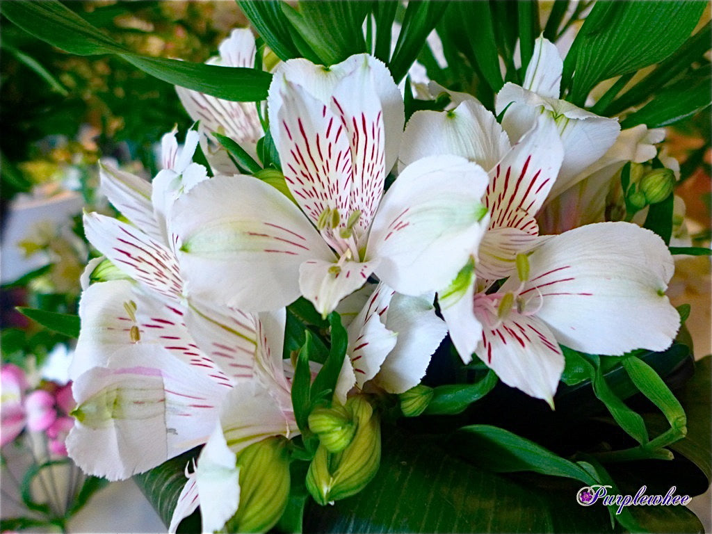 Assorted Flower 配花