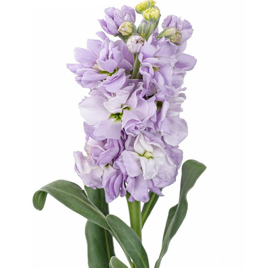 紫色紫罗兰 ~ Purple Violet
