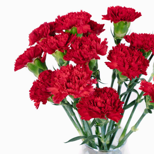 20支 -红色康乃馨 ~ Red Carnation