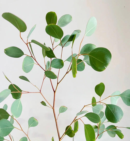 尤加利圆叶 ~ Eucalyptus Round Leaves
