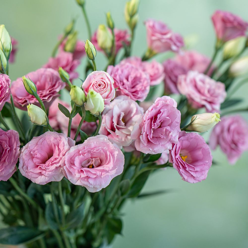 粉桔梗 - Pink Eustoma