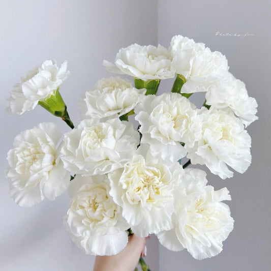 20支 - 白色康乃馨 ~ White Carnation