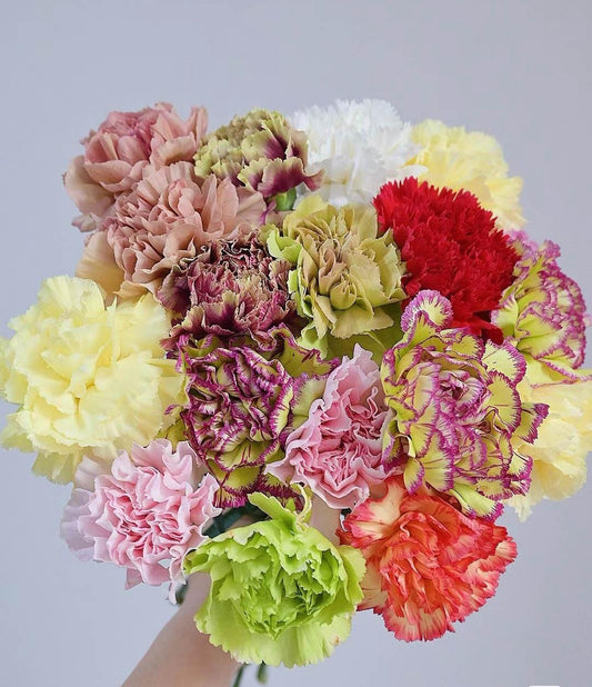 20支 - 混色康乃馨 ~ Mix Colour Carnation